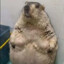 crazy marmot