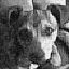 LinoLol