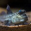 General Mudskipper