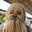Chewbacca