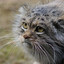 Manul #**********.com