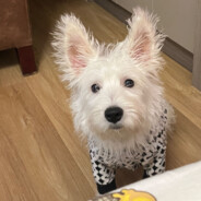 内内是我的小狗