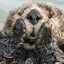 Fever Beaver