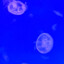 DRRRa_SKINS