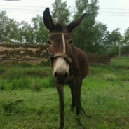 女人再丑好过用手