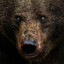 GrizzlyBear