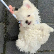 卡得上蹿下跳怎么你了