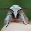moth