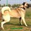 TURK_Kangal