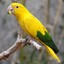 Gold Parrot