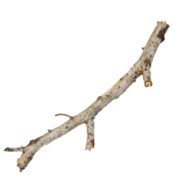 branch