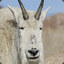 MountainGoat