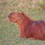 Capybara
