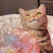 哪里菜了这么多年都是这个操作