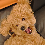 超级无敌肥兔子