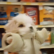 特鲁看住小玉老爹去打个大电