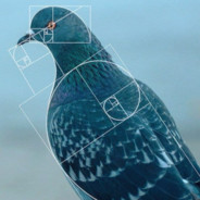 Das Pigeon