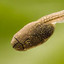 seemingly forlorn tadpole