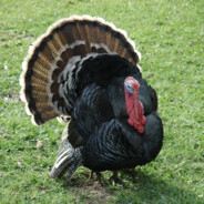 【强盛集团】高启强