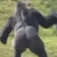 Ape-O-Mode