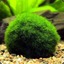 Marimo