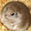 fatmrhamster