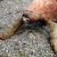 Sloth Turtle