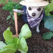 咪咪米老鼠吃饭