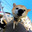 shiba