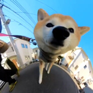 shiba