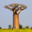 baobab