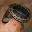 donadrillo