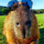 gary the capybara