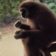 thegibbon