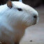 Capybara Albino (SF)