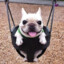 dog in a swing