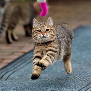 Котик, который пришел выпить