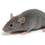 Яйцегрызка