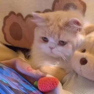 何之是个小王八蛋