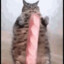 TheFatCat