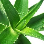 AloeVera