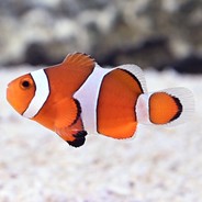 Nemo