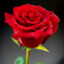 red rose