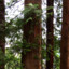 RedCedar
