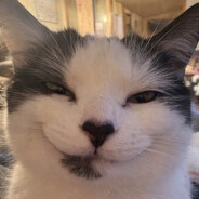 IndividualFelineCharacter