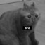 я котик