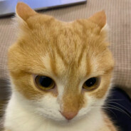 我要一份麦当劳