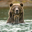 Wild #Bear