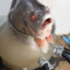 Albert Fishskin