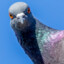 PosDuif